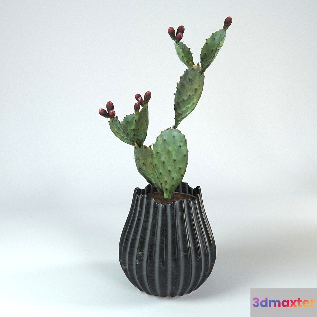 Cactus - No.11