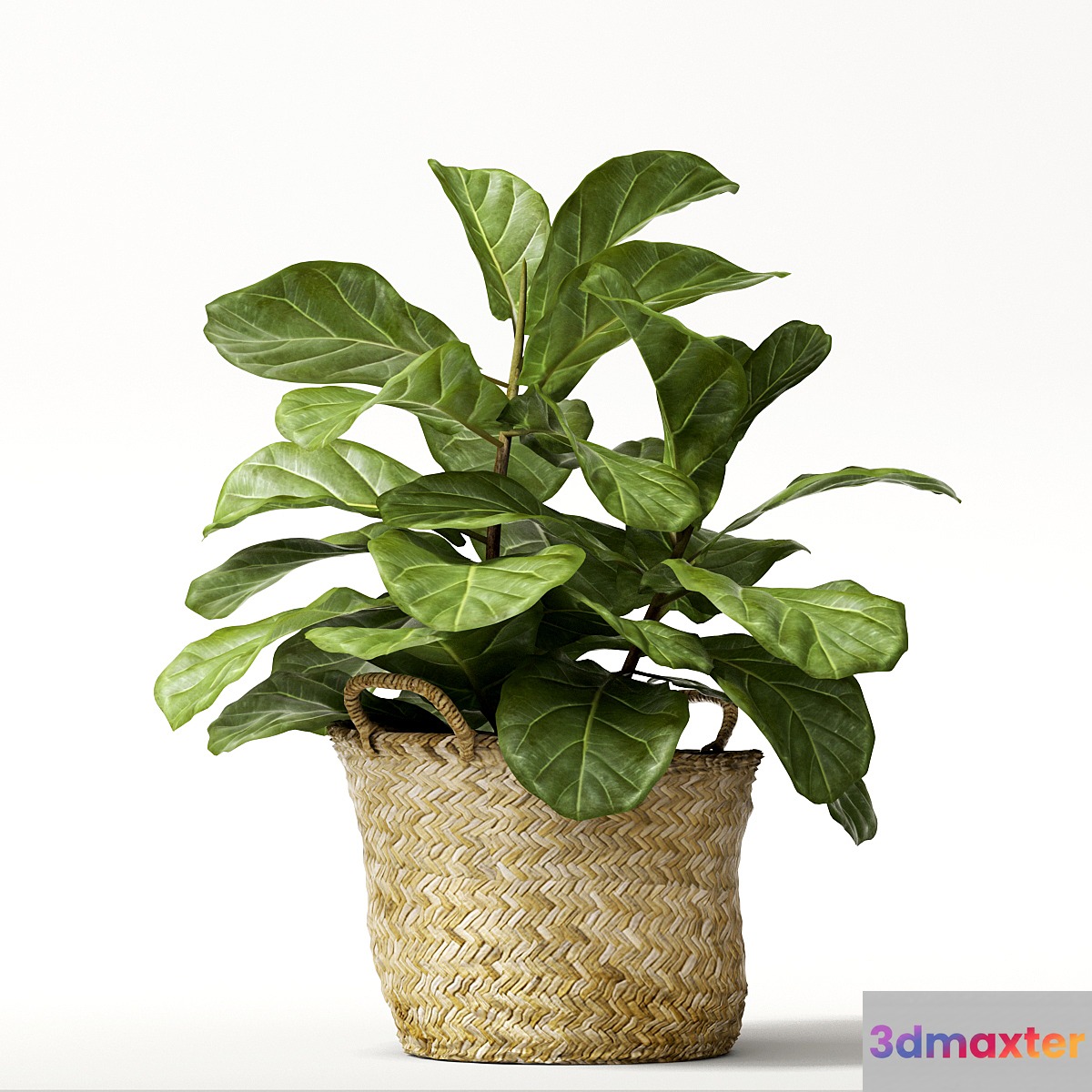 ficus lyrata №2 - No.3
