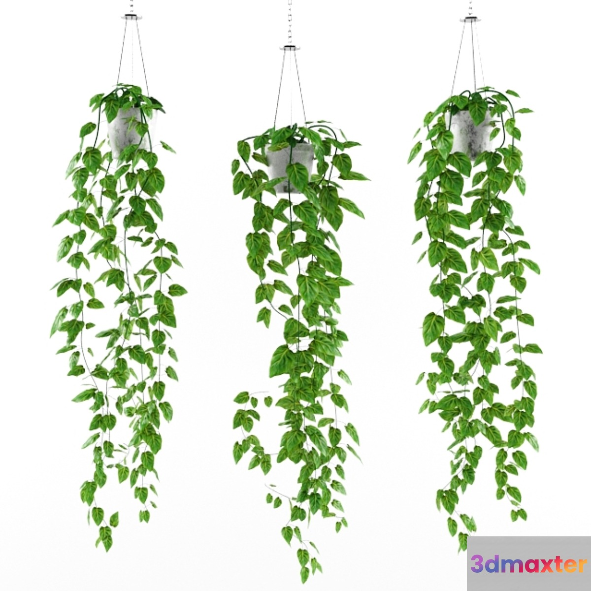 Philodendron (philodendron scandens)