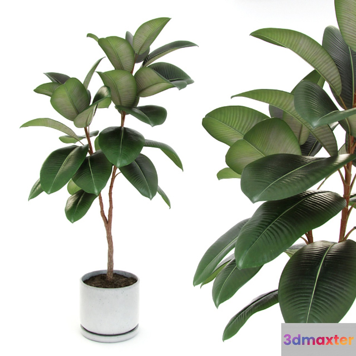 Ficus elastica decora (medium) - No.3