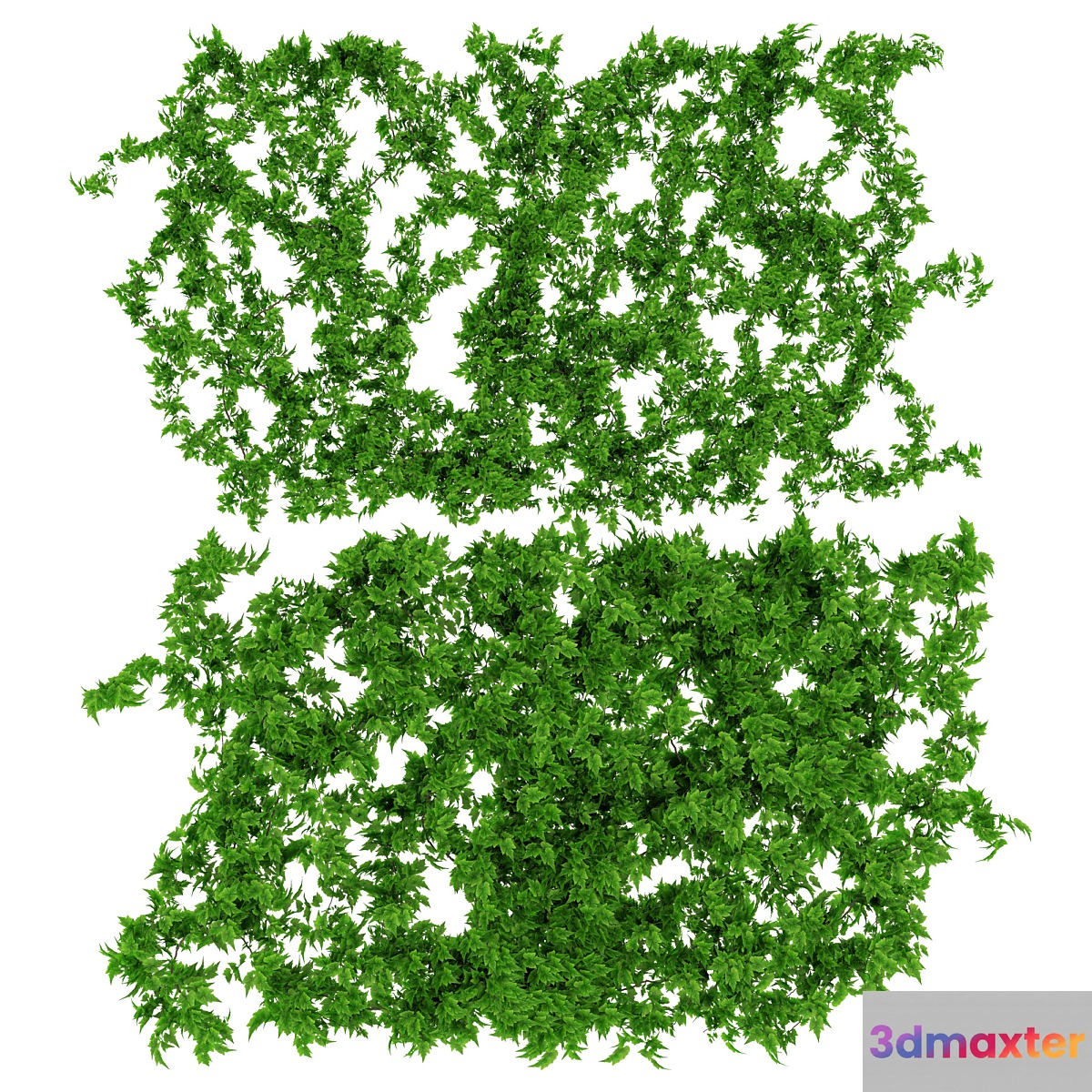 Wall of vine leaves
