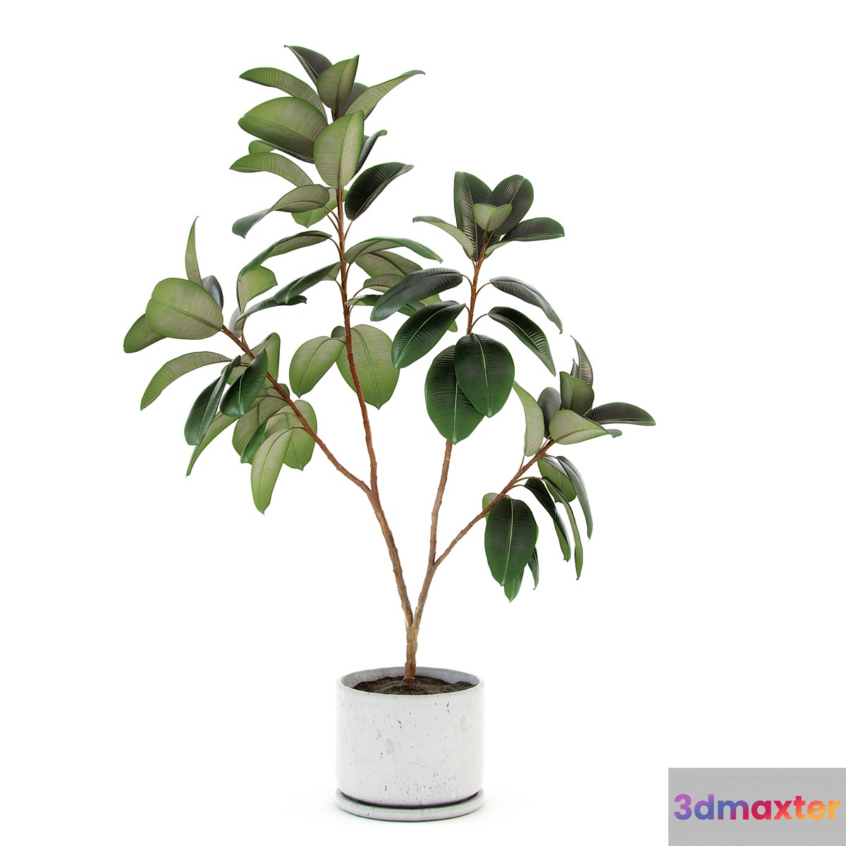 Ficus elastica decora (large) - No.2