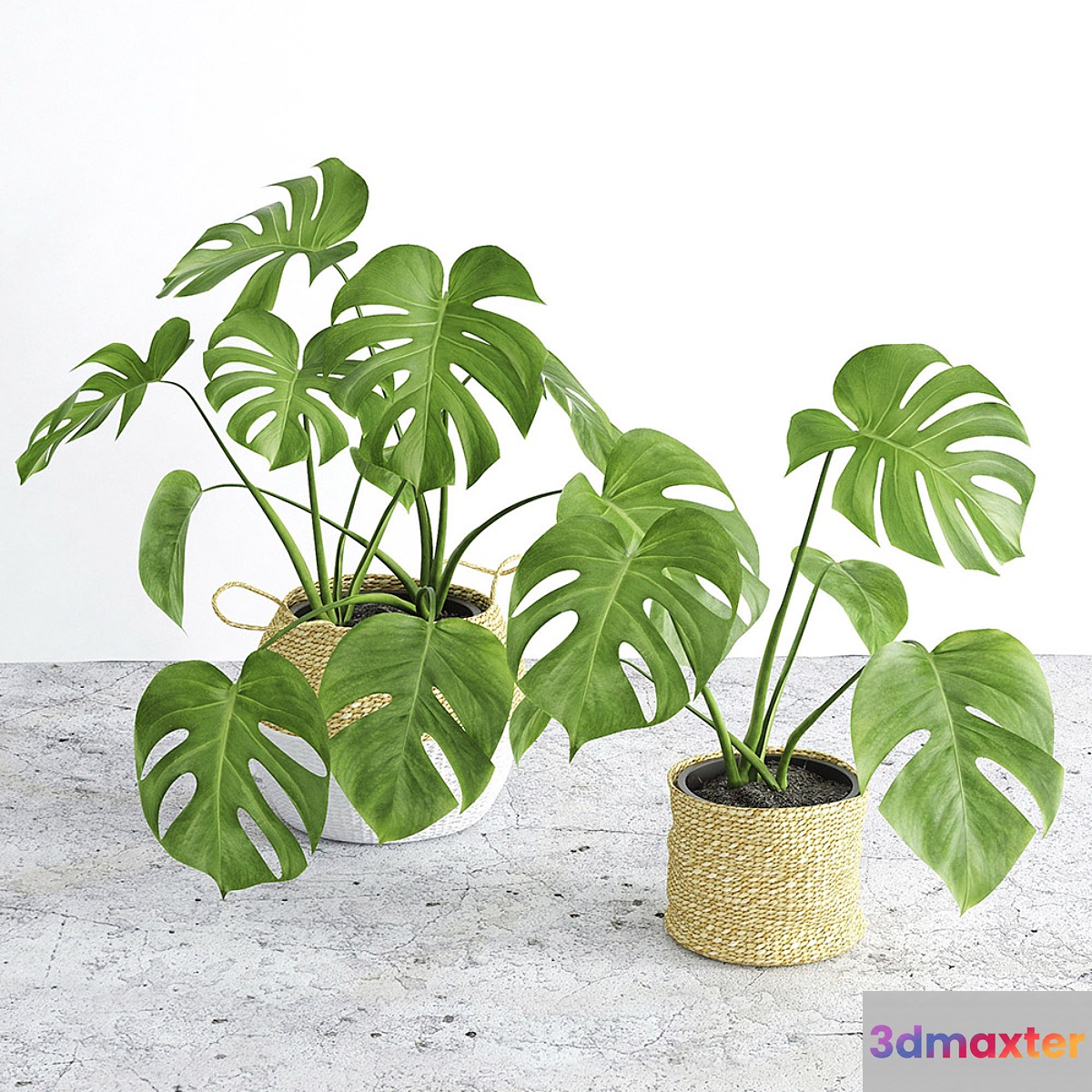 Monstera 3 - No.2 3D Max