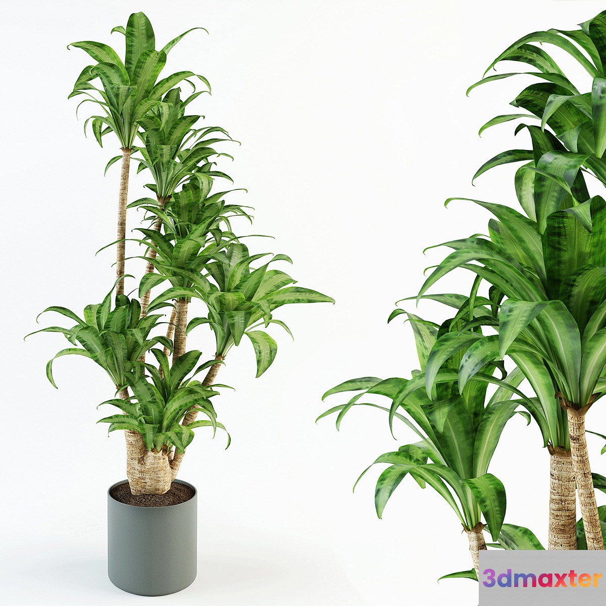 Dracaena - No.2 3D Max