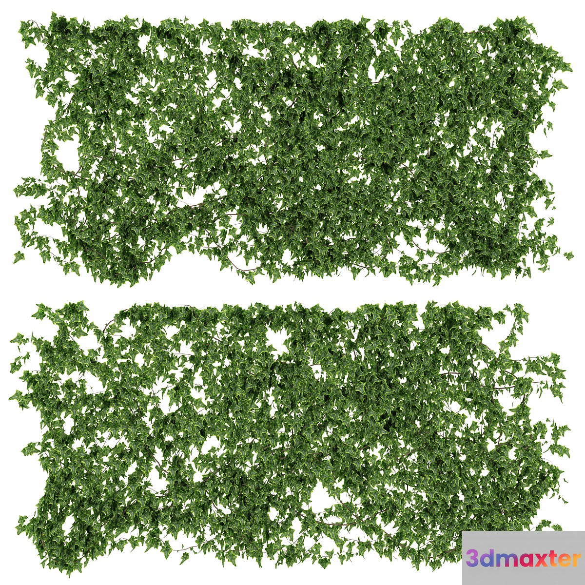 Wall of ivy leaves - No.2