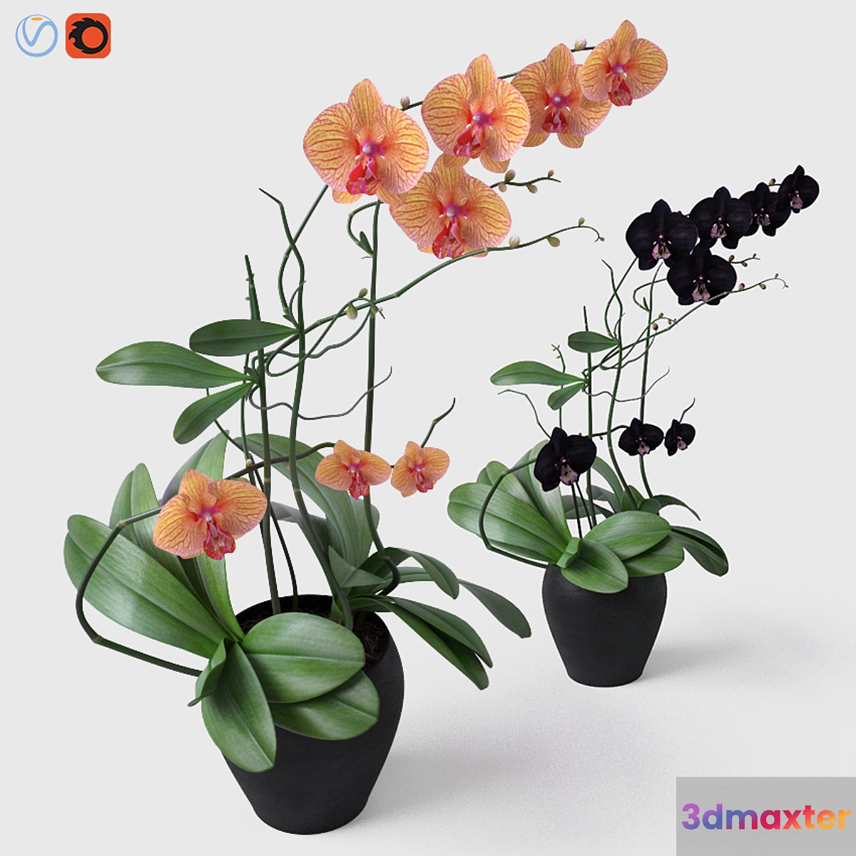 Orchid _ Orchid