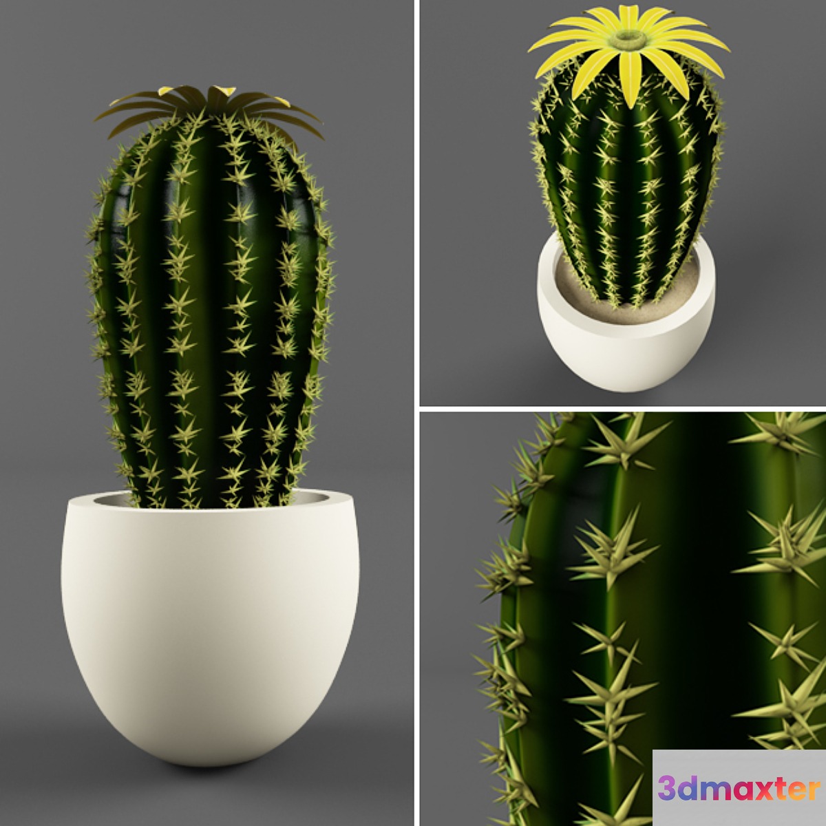 Cactus - No.8