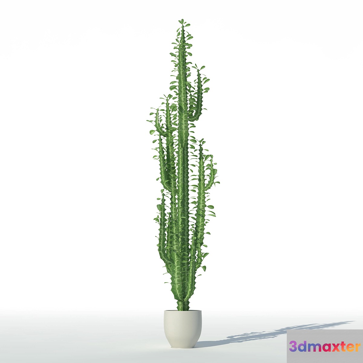 Euphorbia triangular