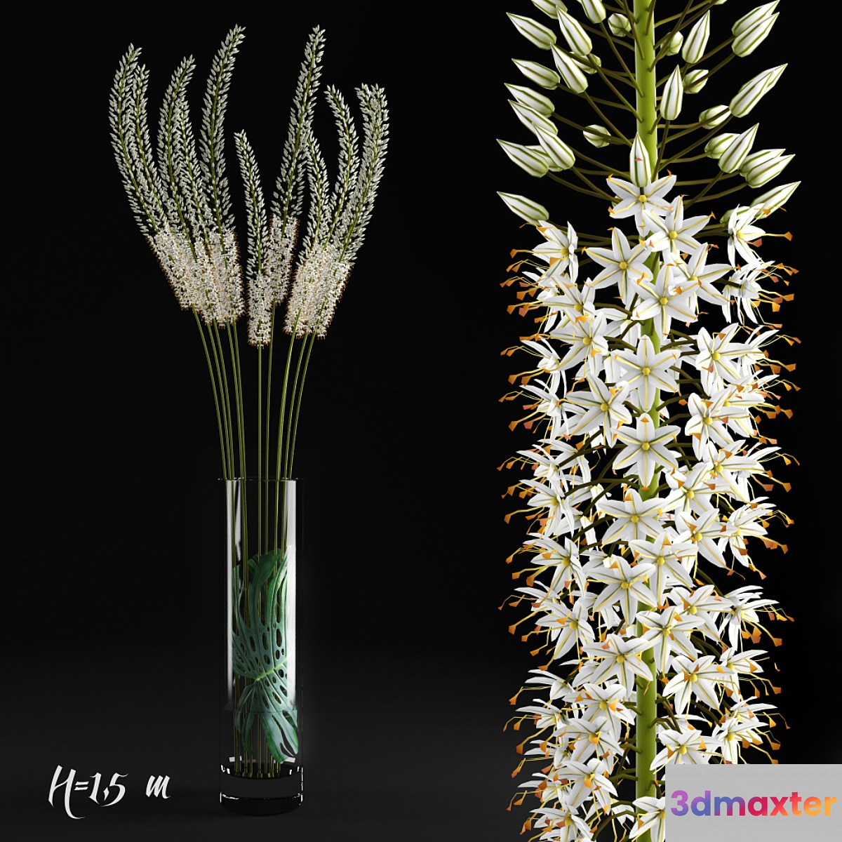 Eremurus _ Eremurus - No.2