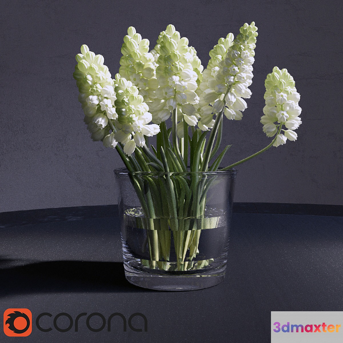 Muscari_Hyacinthaceae 3D Max