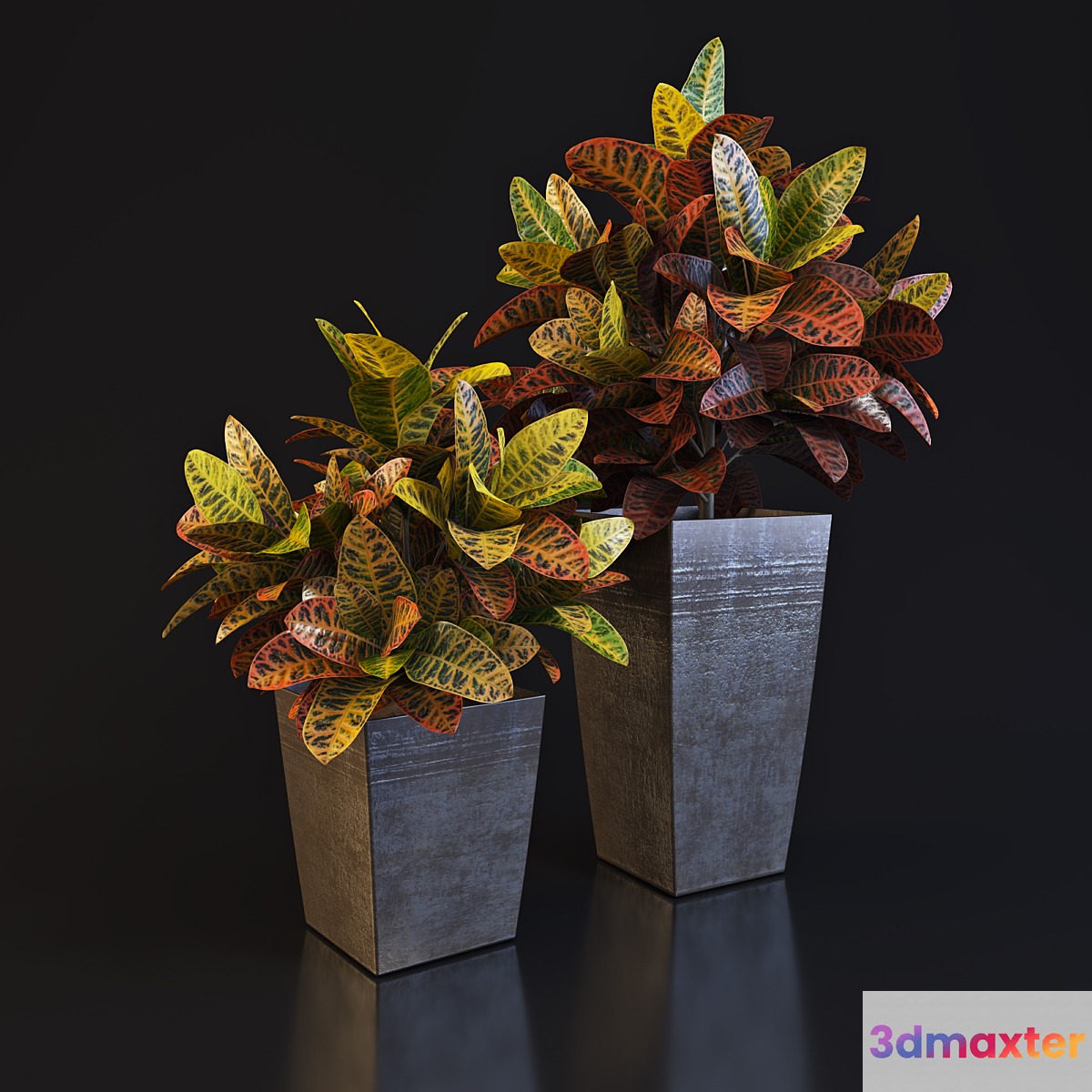 Croton 3D Max
