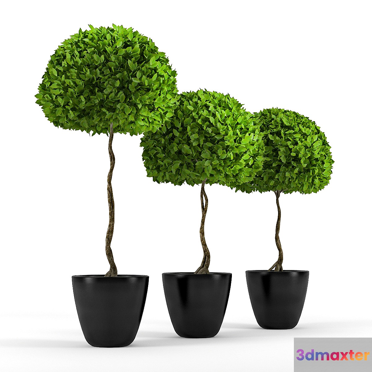Plants 3