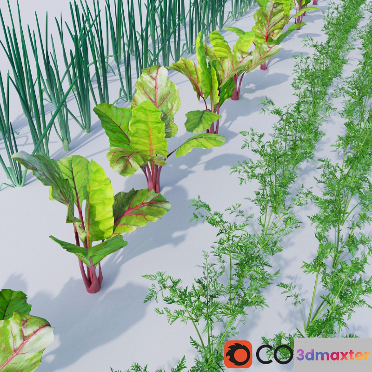 The bed of vegetables