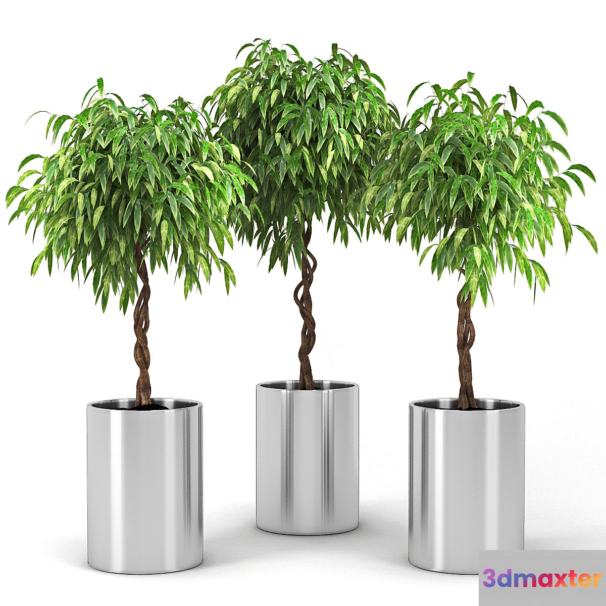 Ficus - No.2