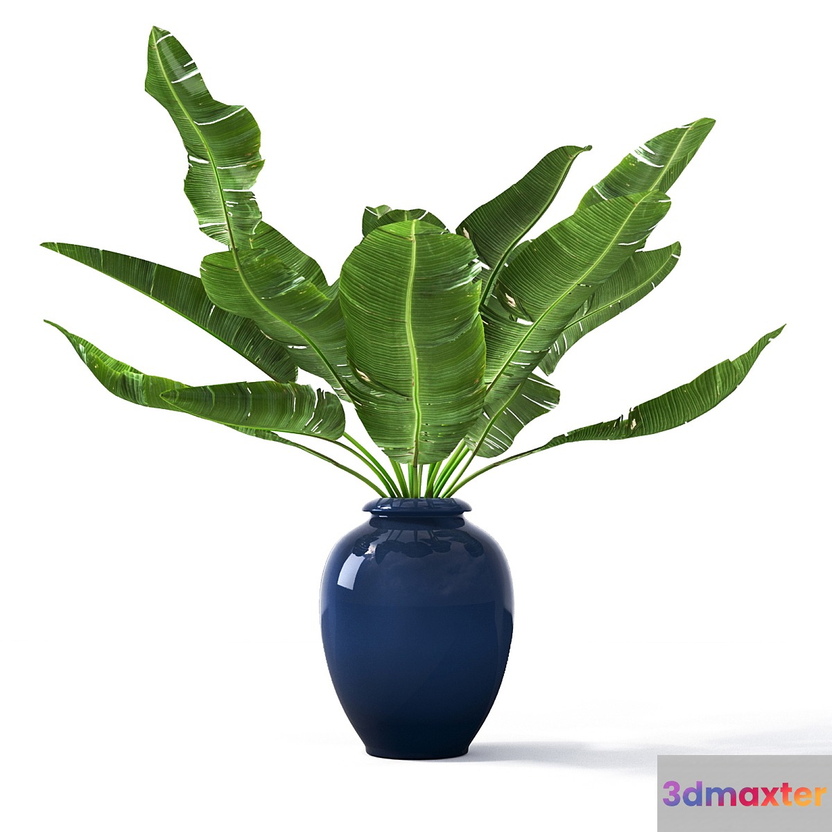 Tropical_2