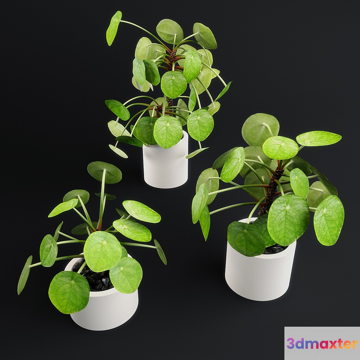 Pilea Peperomioides - Chinese money plant