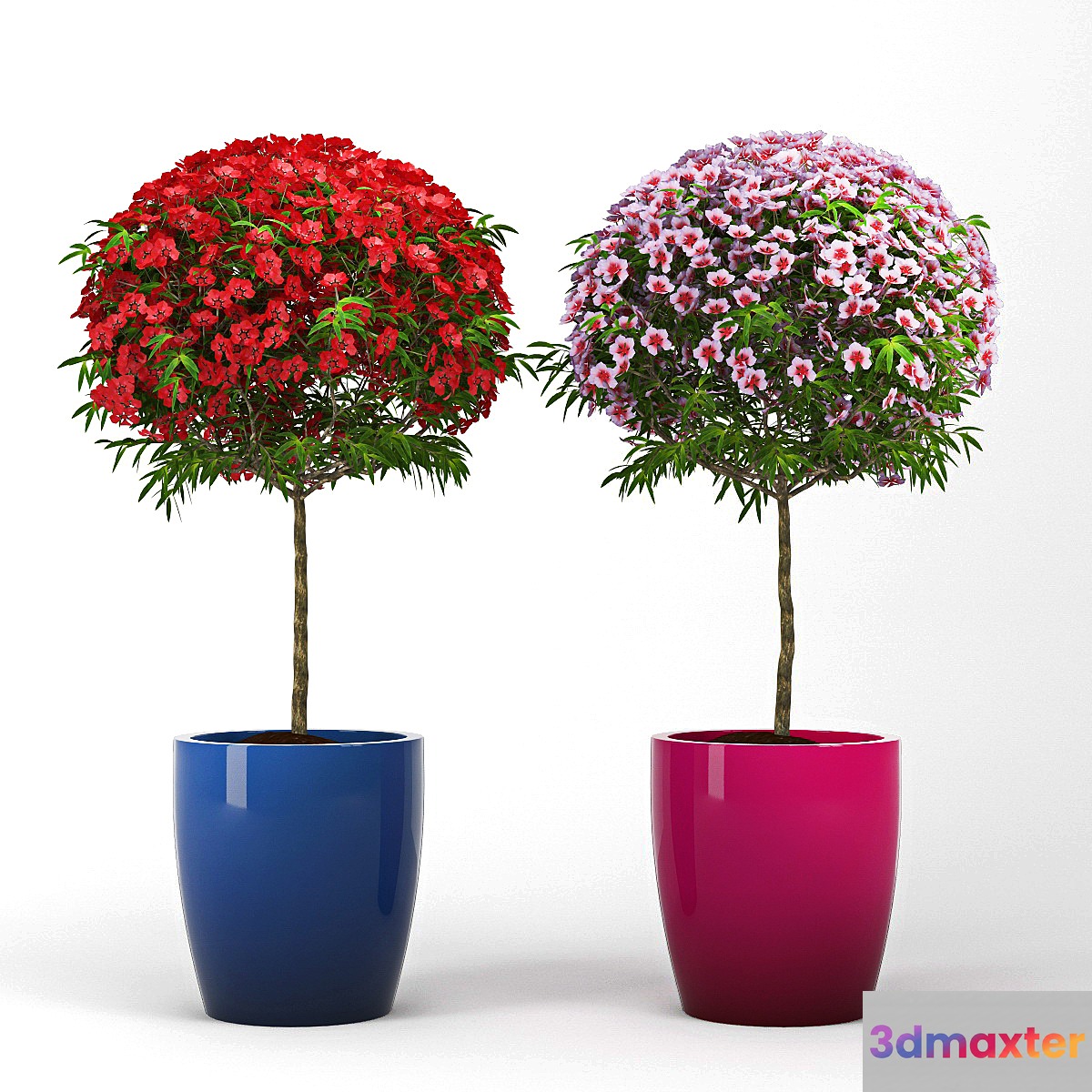 Leptospermum_Topiary - No.2