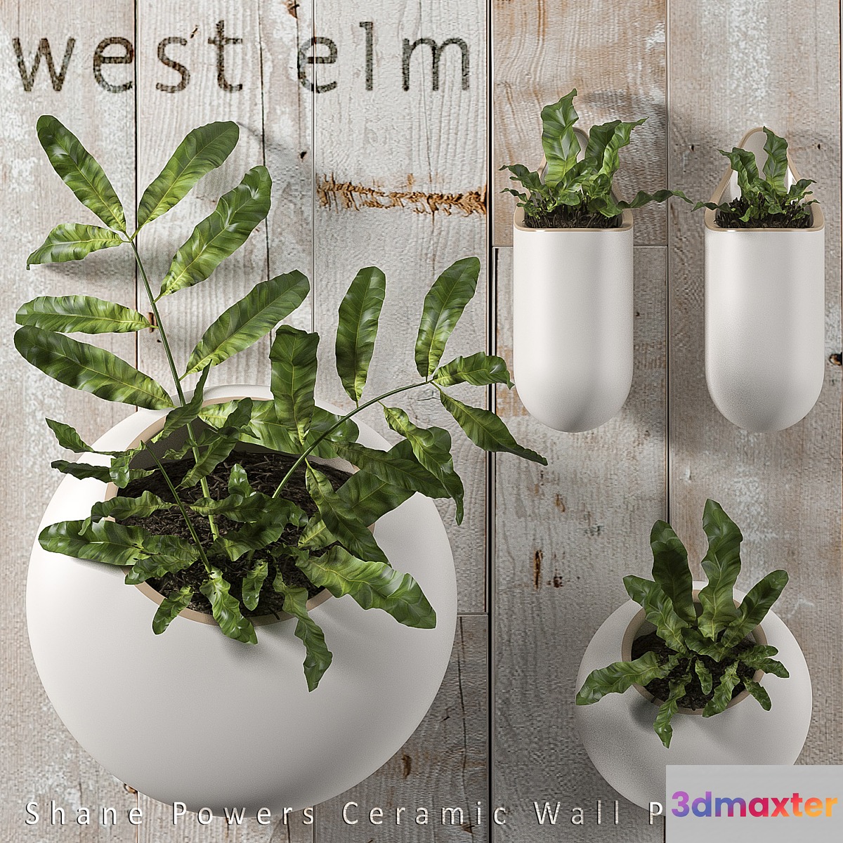 PLANTS 43