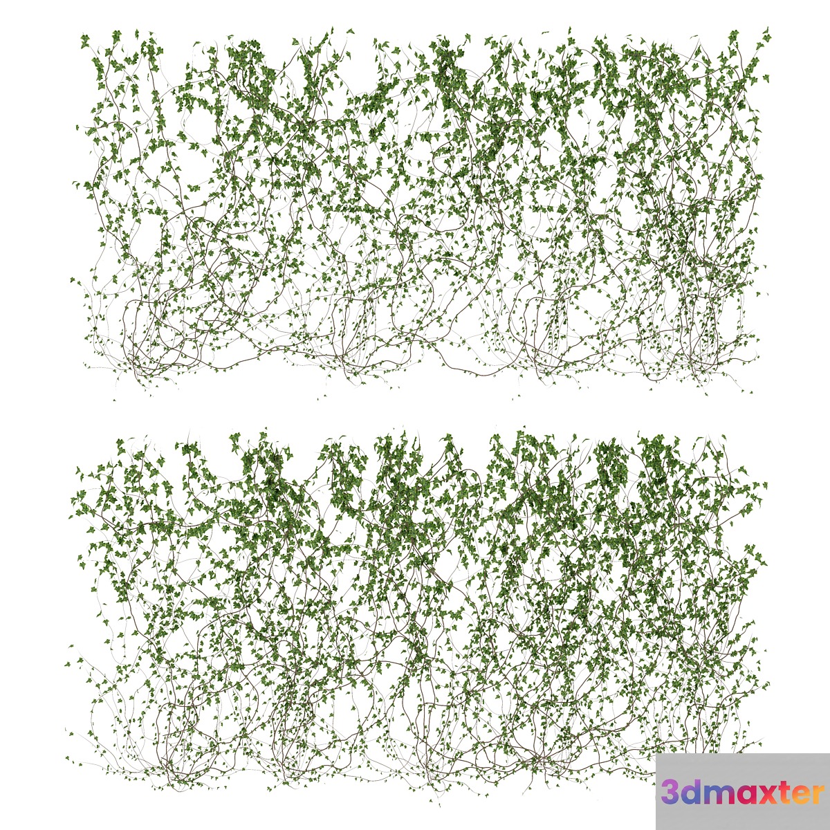 Wall of ivy leaves v3