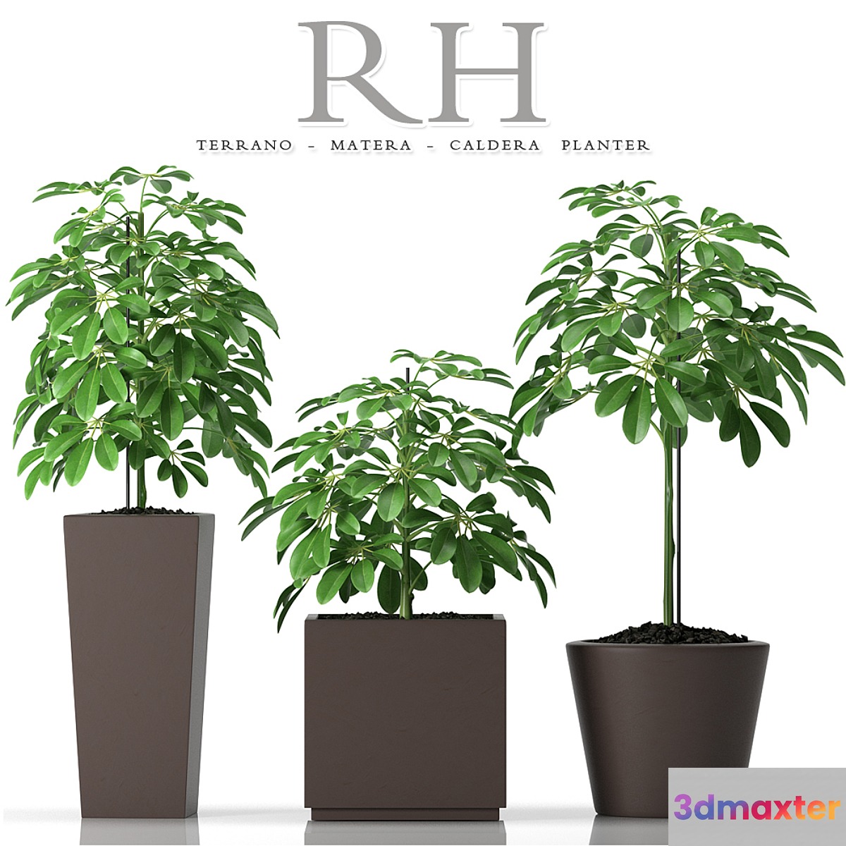 PLANTS 45