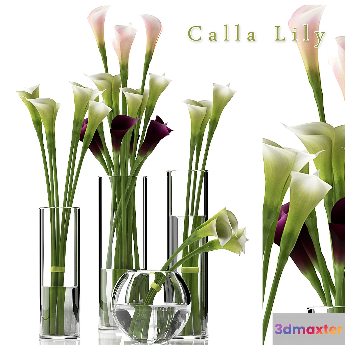 CALLA LILY 2 - No.4