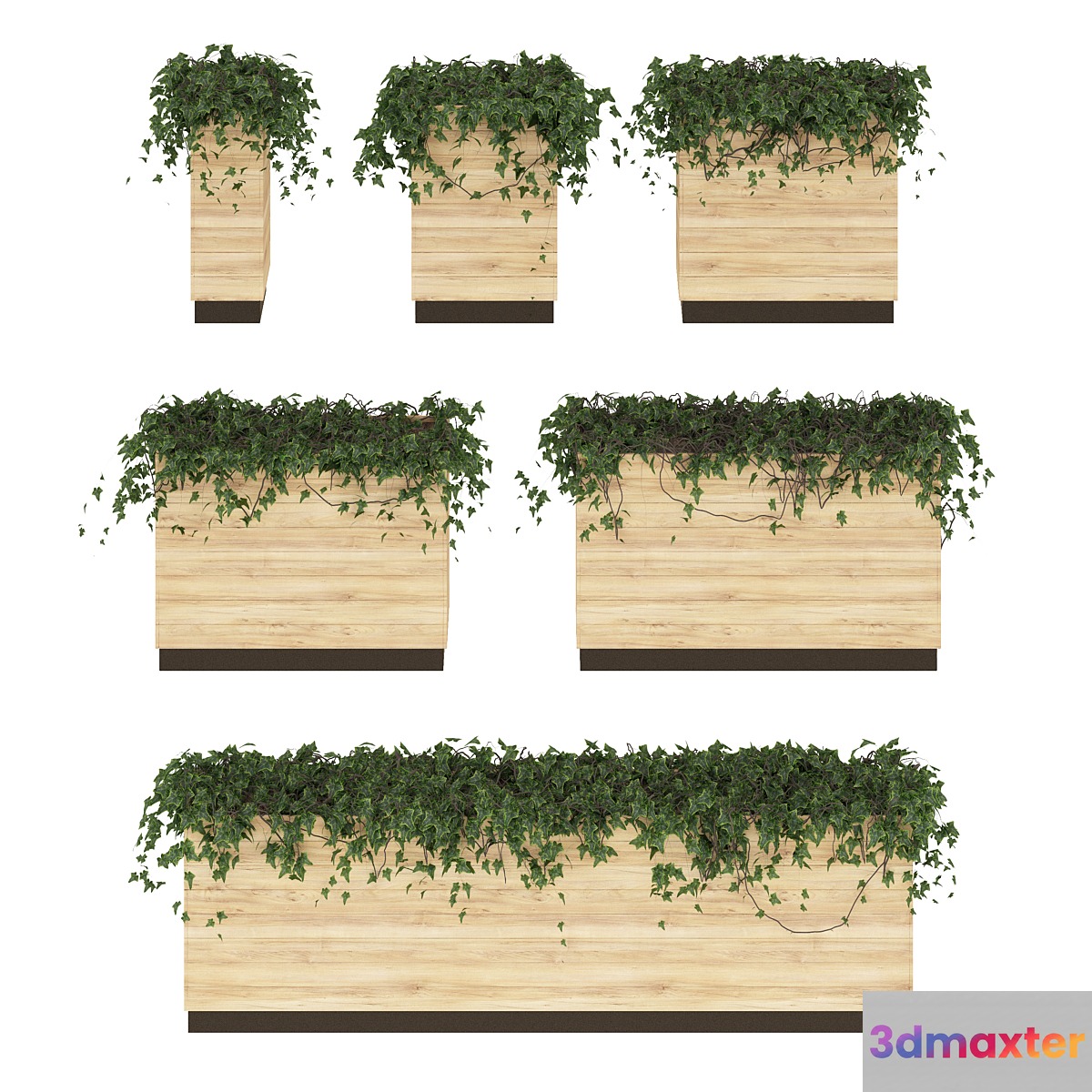 Ivy in pots. 6 Models