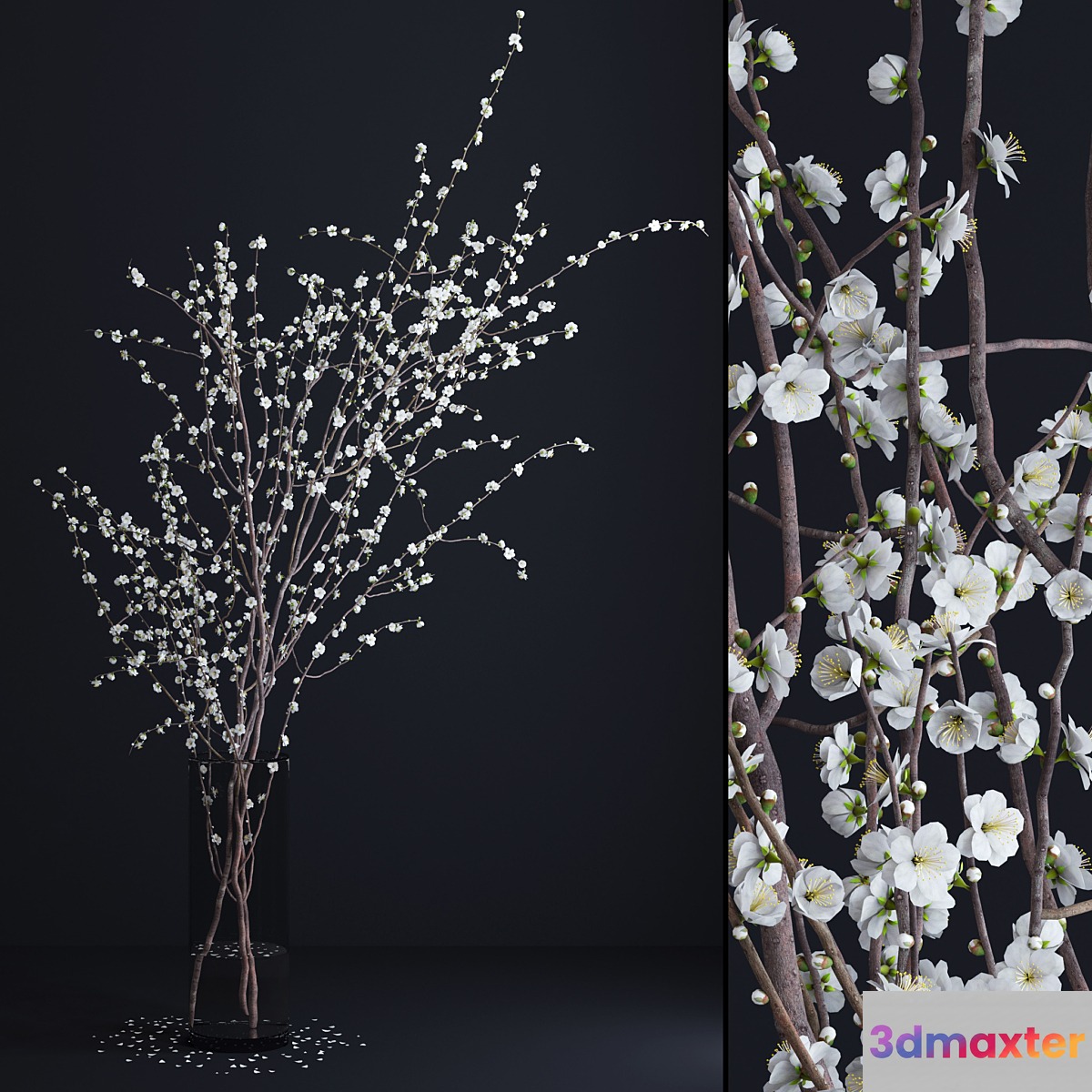 Prunus White Blossom