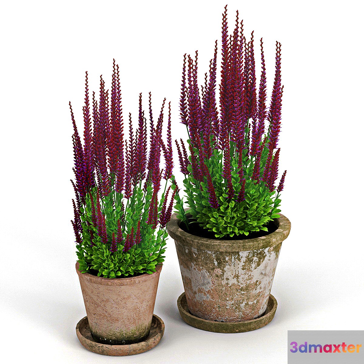 Red plant