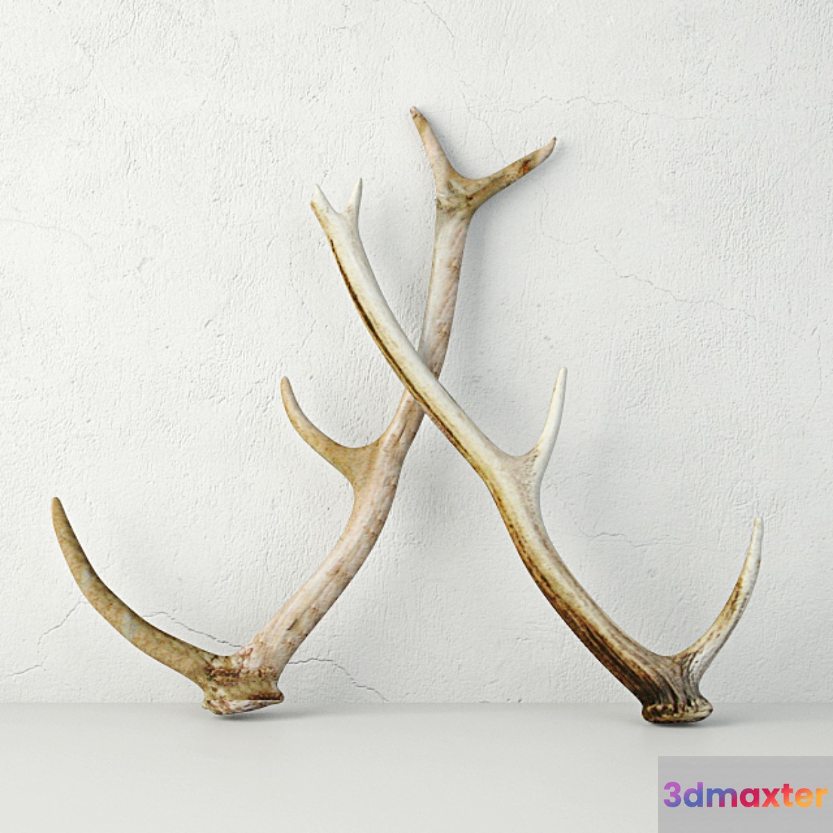 Naturally-Shed Deer Antlers