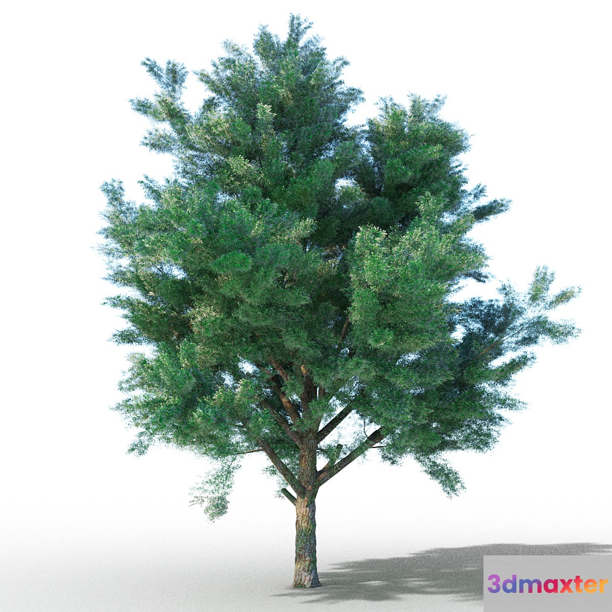 vysokopoligonalnye tree 3D Max