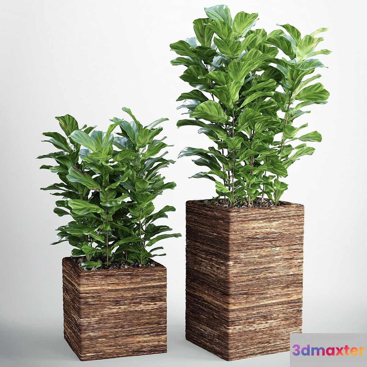 Ficus lyrata 3 - No.3