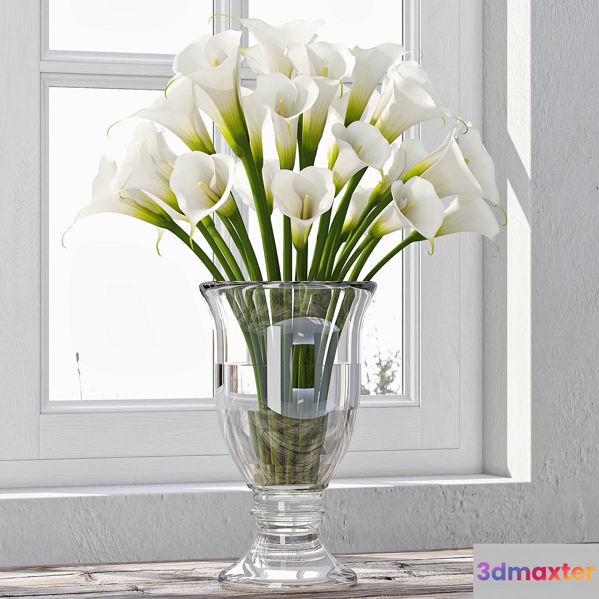 Calla Lily 4