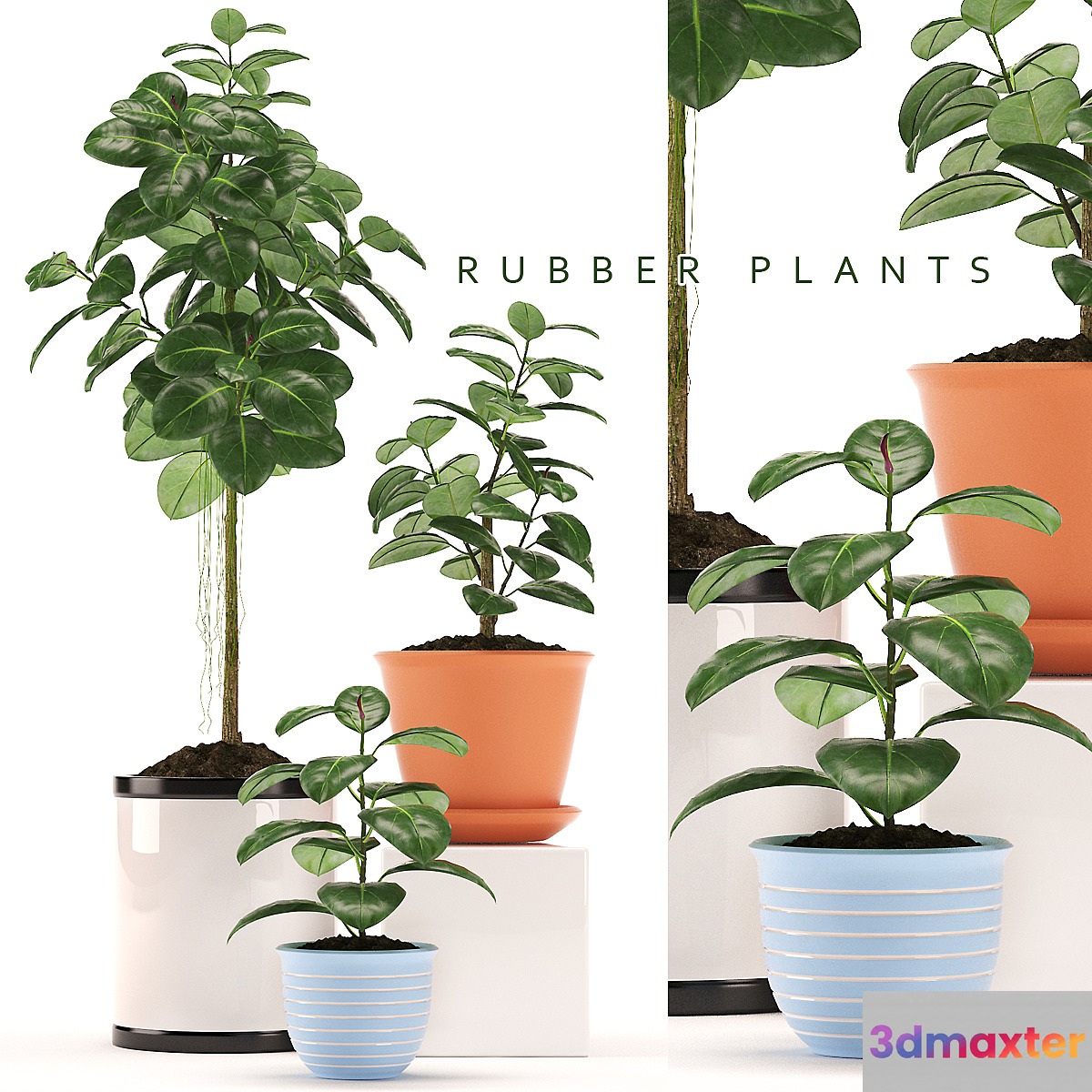 RUBBER PLANTS 47