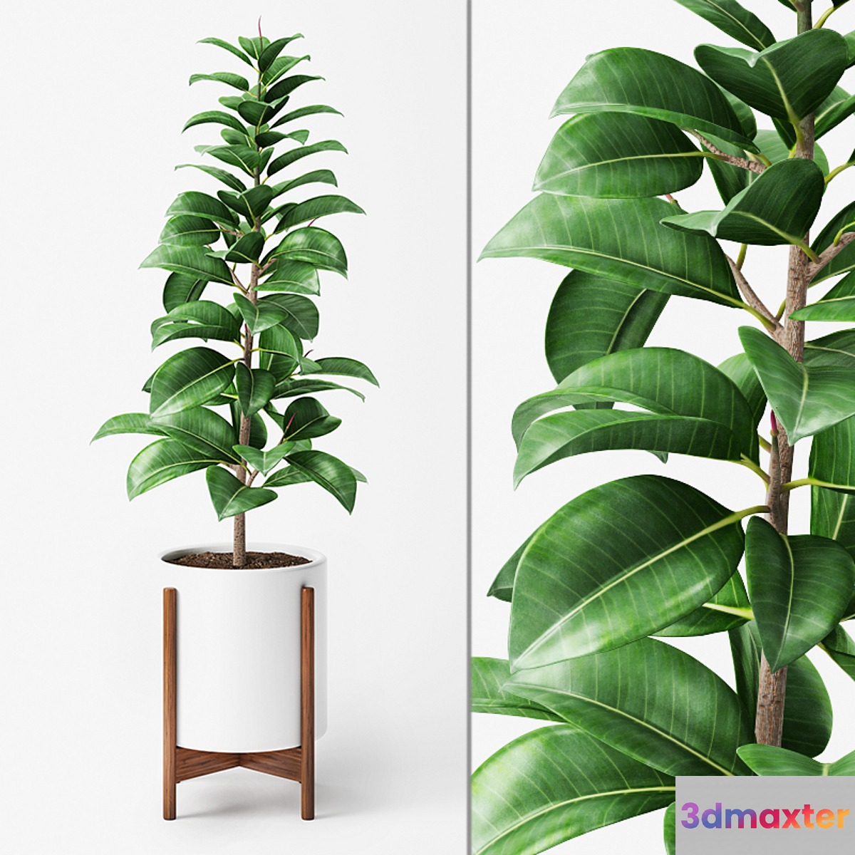 Ficus Elastica 2 - No.2