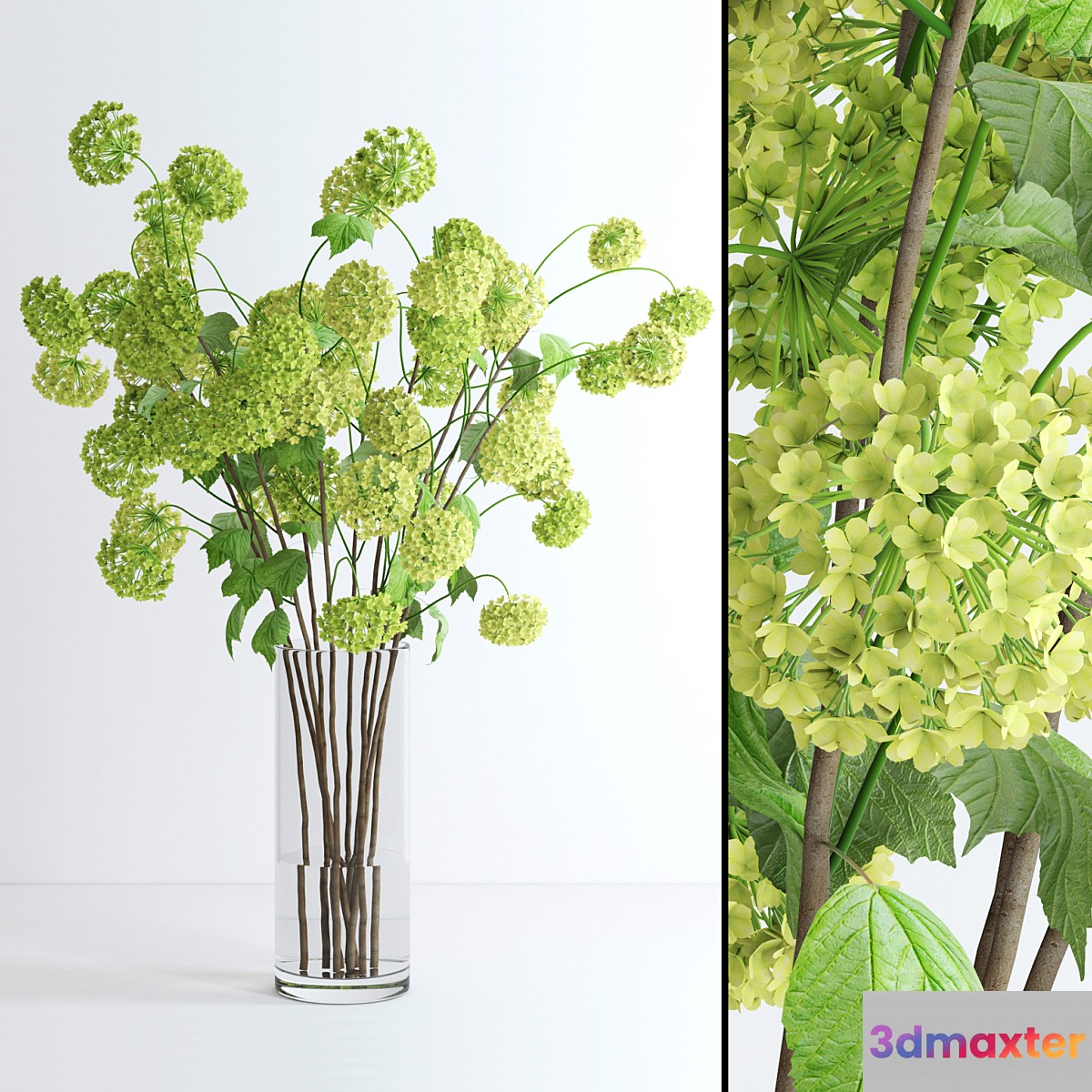 Viburnum - No.6