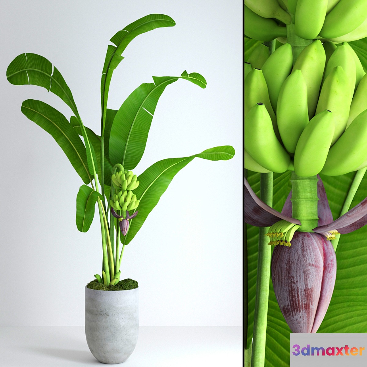 Banana tree with moss - No.3