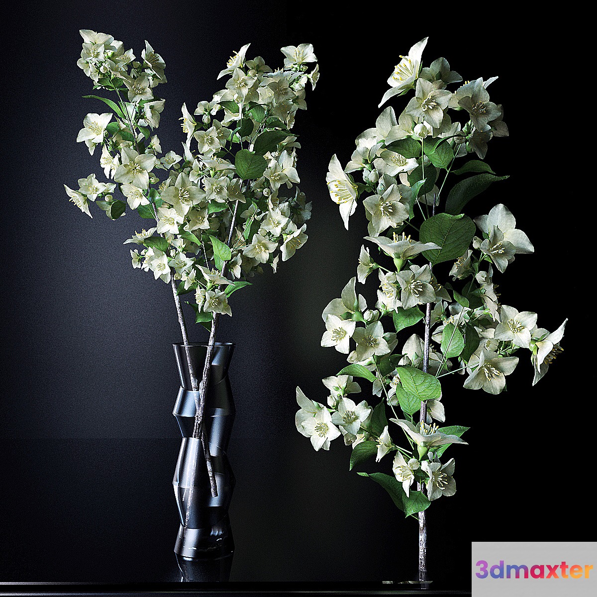A branch of jasmine