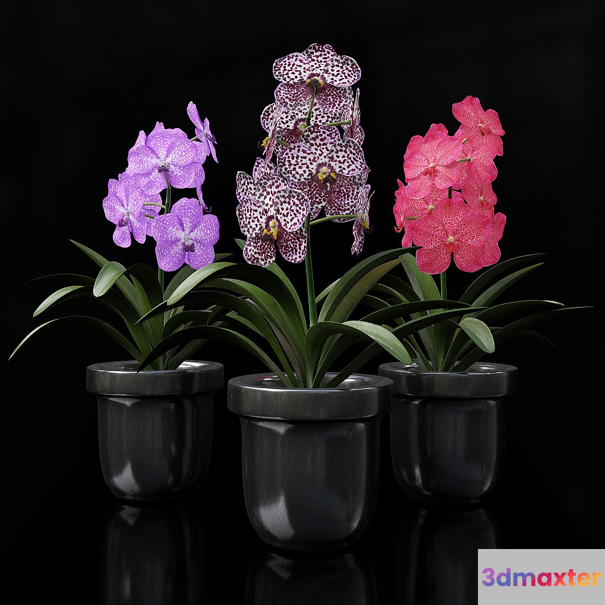 Orchid Vanda - No.2