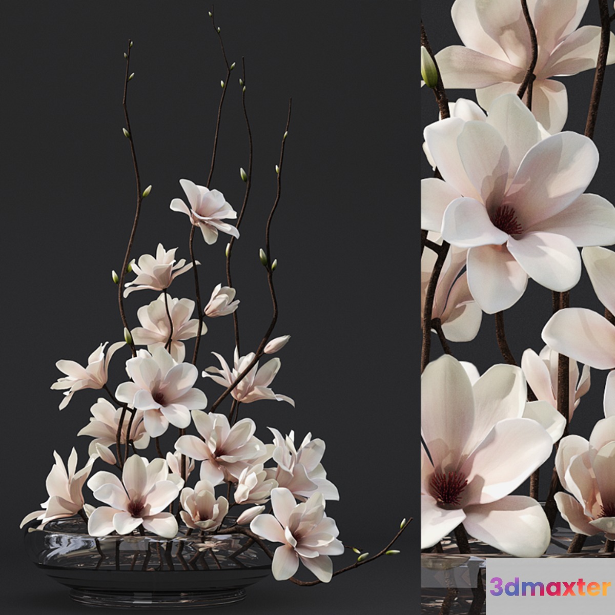 Magnolia 3