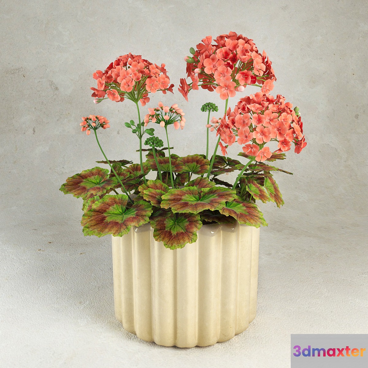 Geranium (Pelargonium) 3D Max