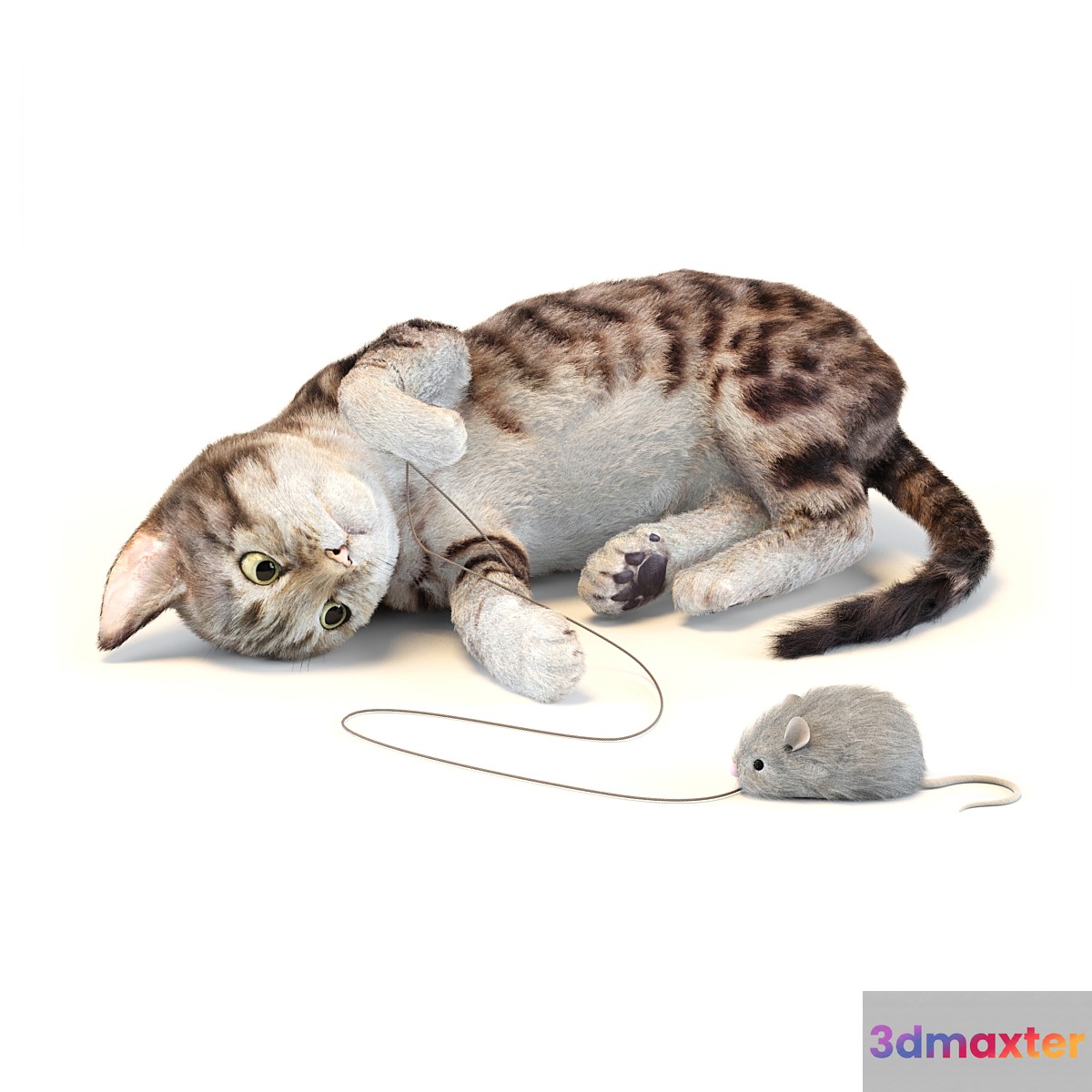 Kitten in two color options - No.2