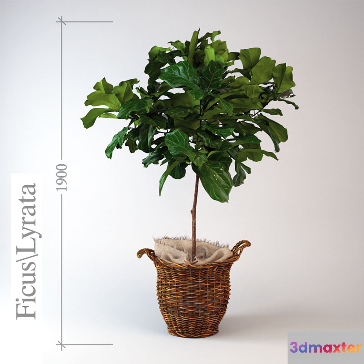 Ficus  lyrate - No.3