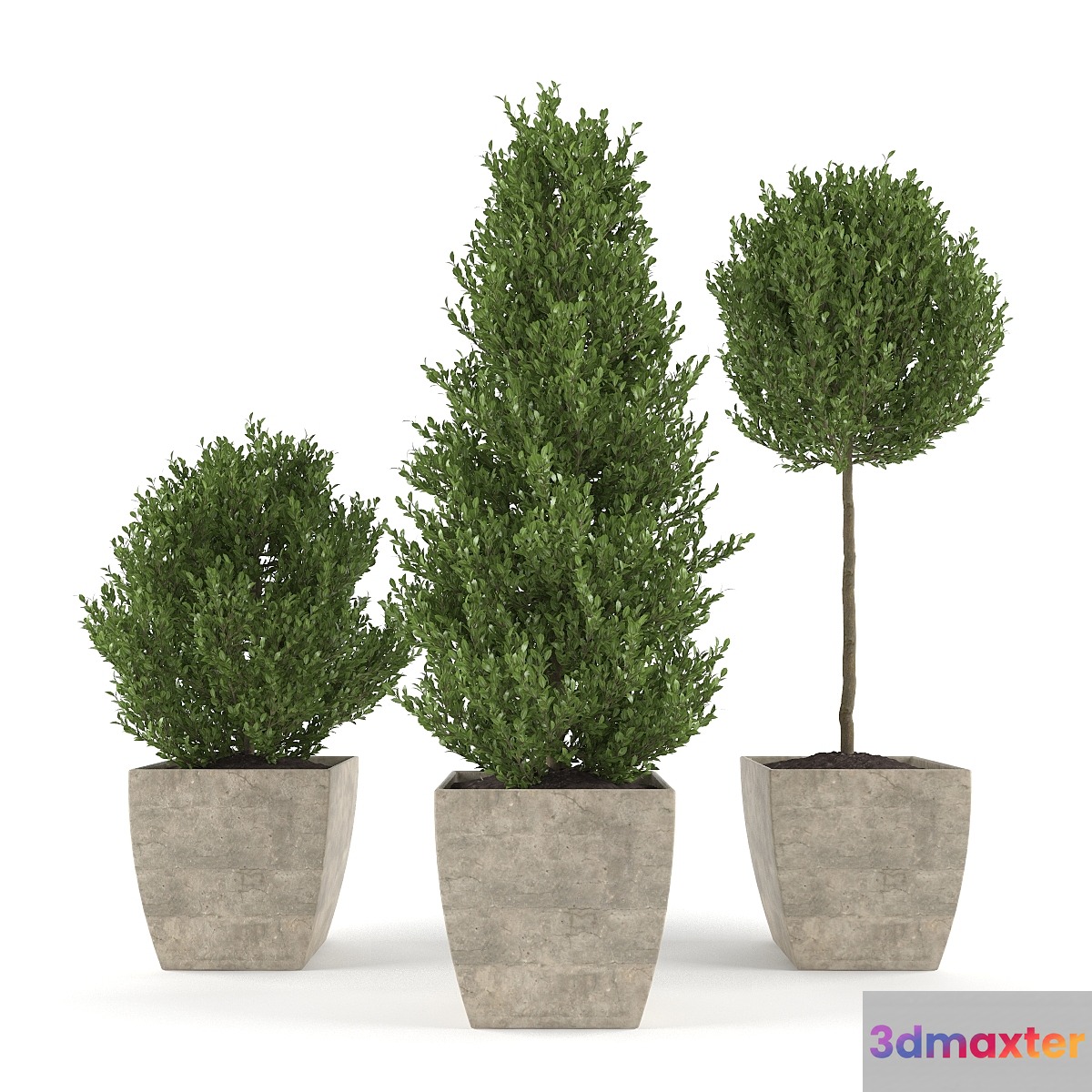 Boxwood - Set 1 3D Max