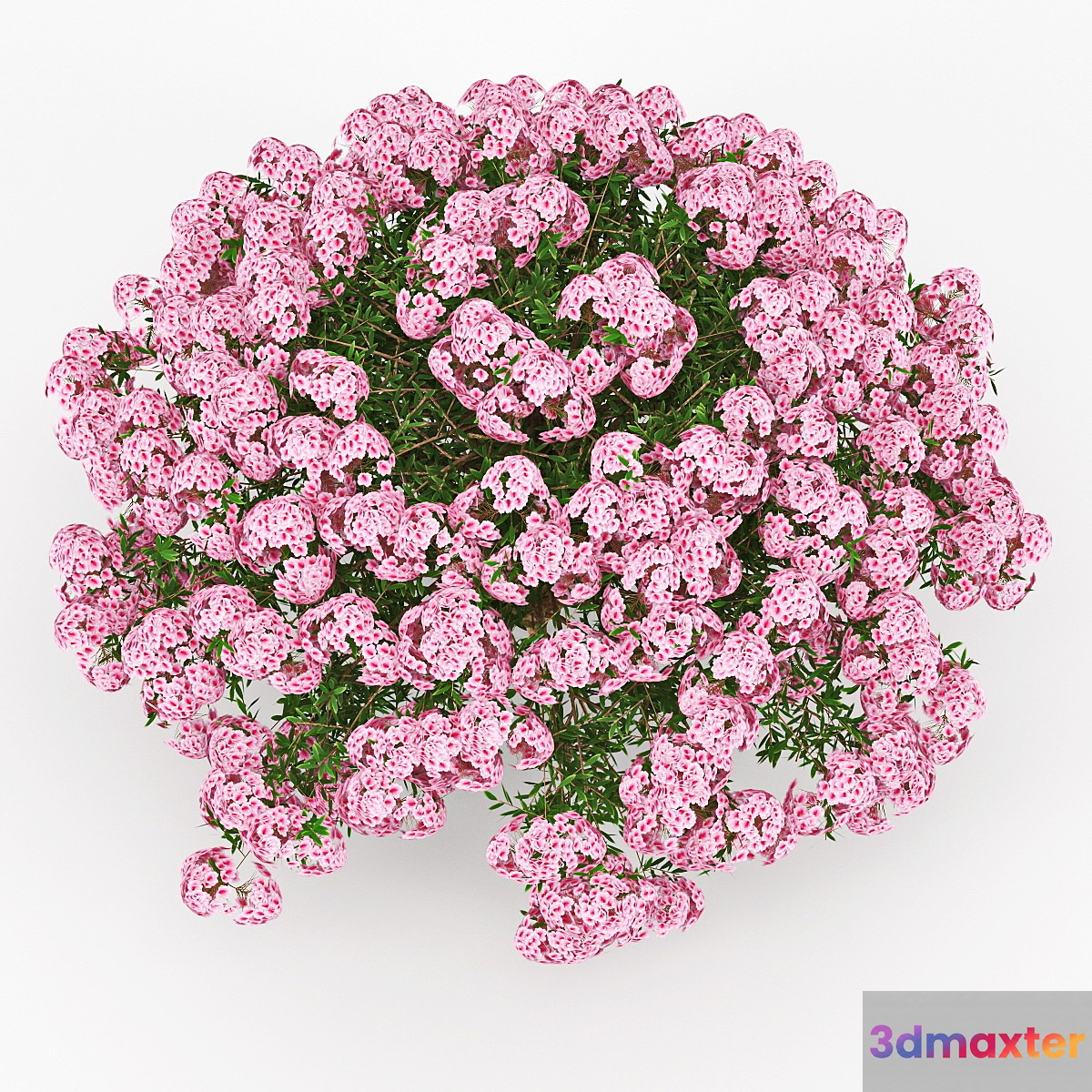 Azalea 3D Max