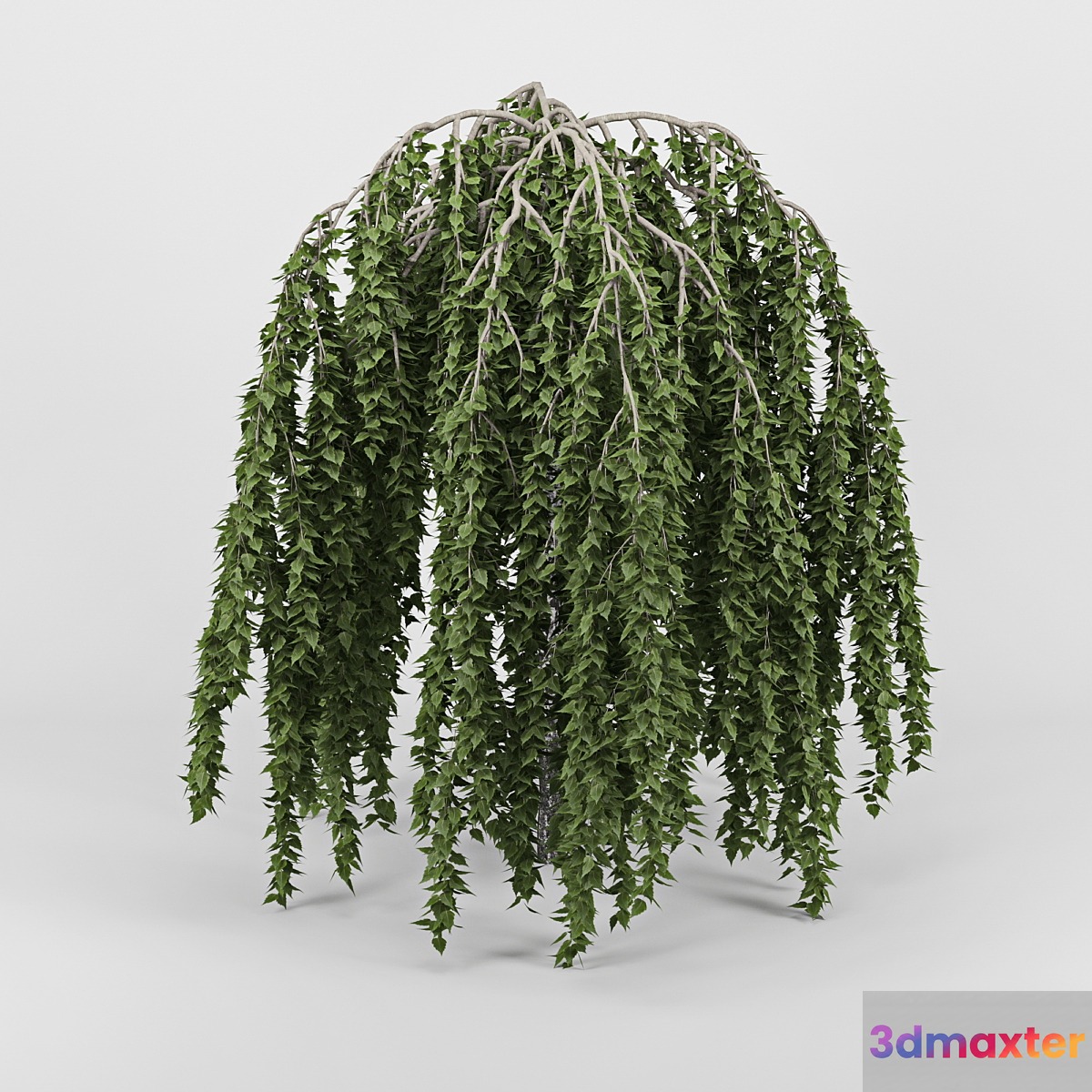 Betula 3D Max