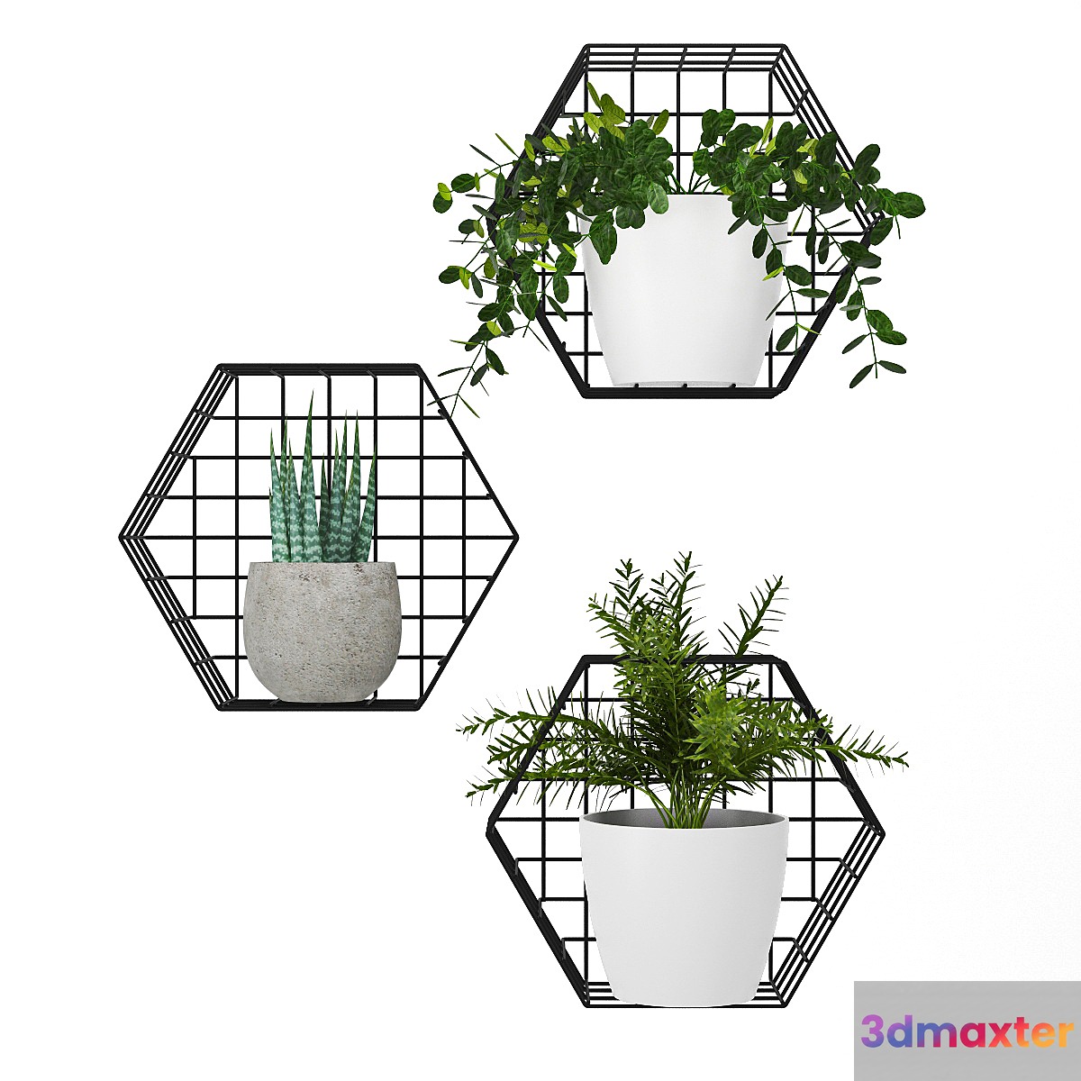 Plants on the wall