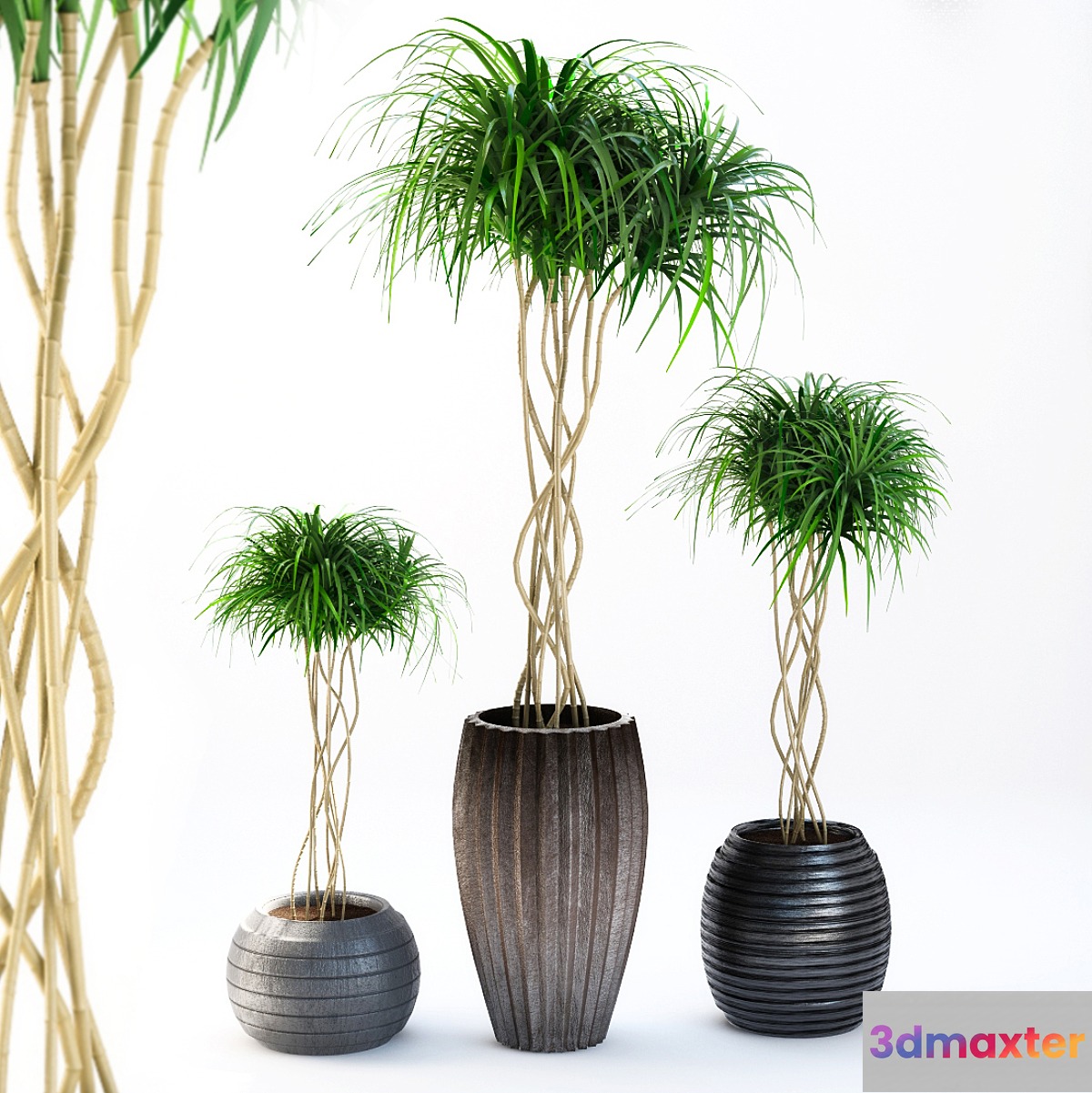 outdoor plants