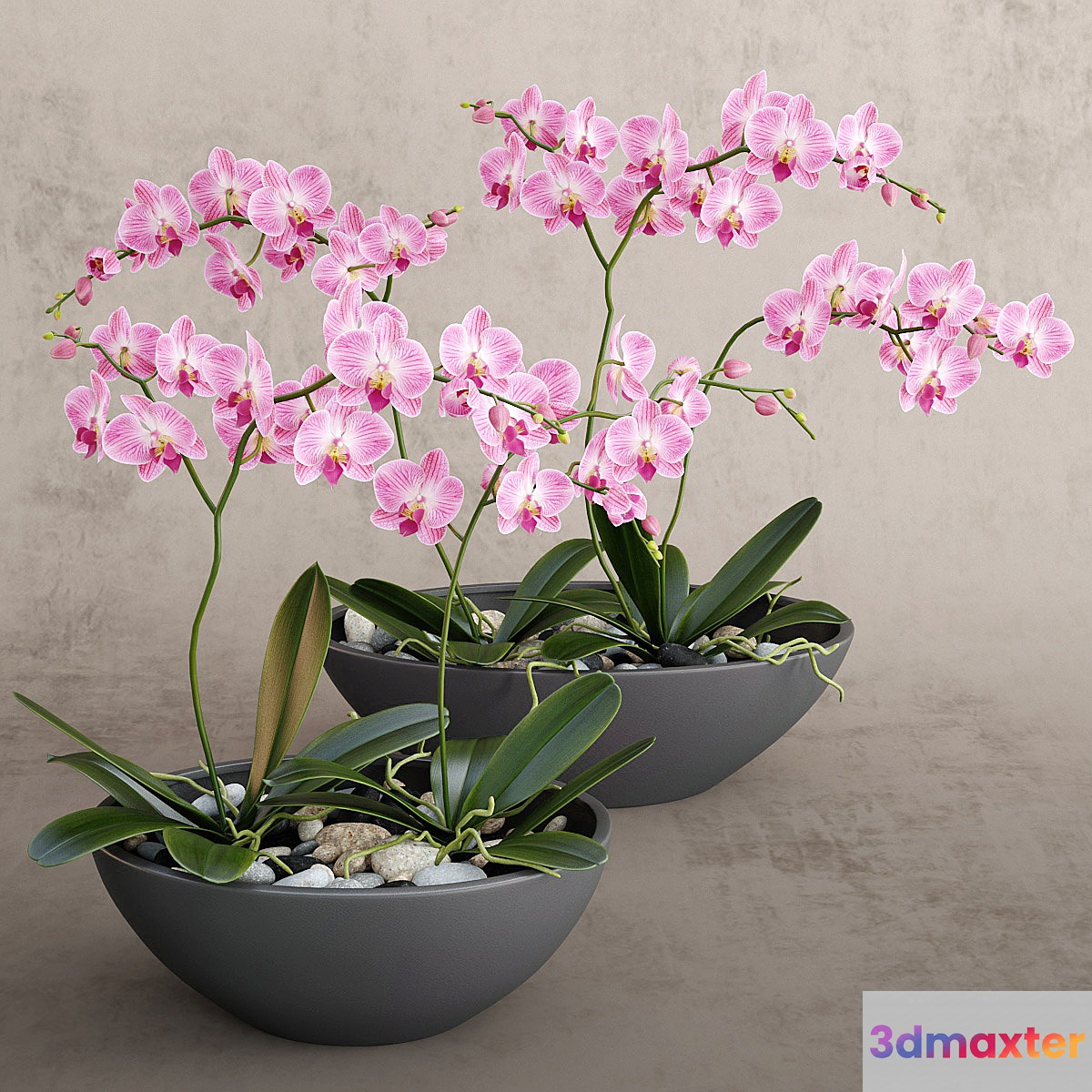 Orchid - No.13
