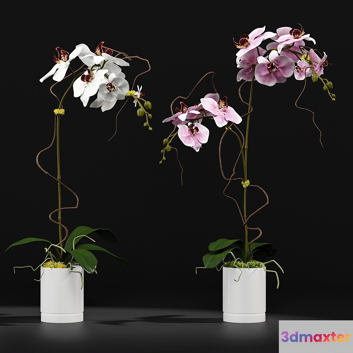 Orchid 8