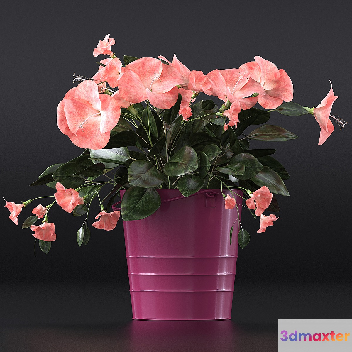 Hibiscus